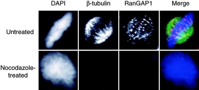 RANGAP1 Antibody in Immunocytochemistry (ICC/IF)