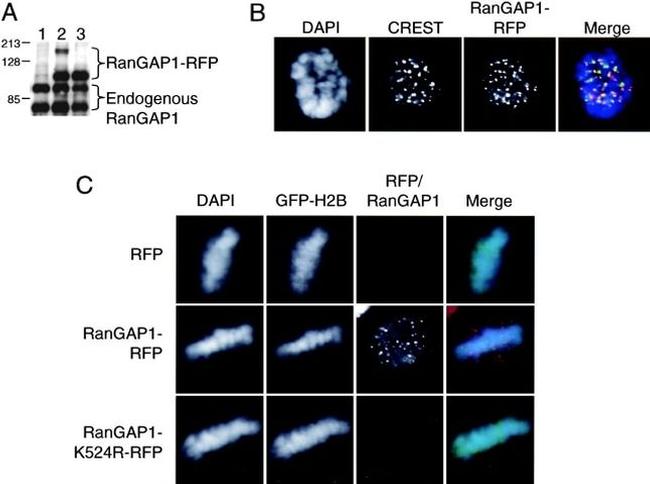 RANGAP1 Antibody in Immunocytochemistry (ICC/IF)