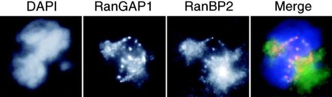 RANGAP1 Antibody in Immunocytochemistry (ICC/IF)