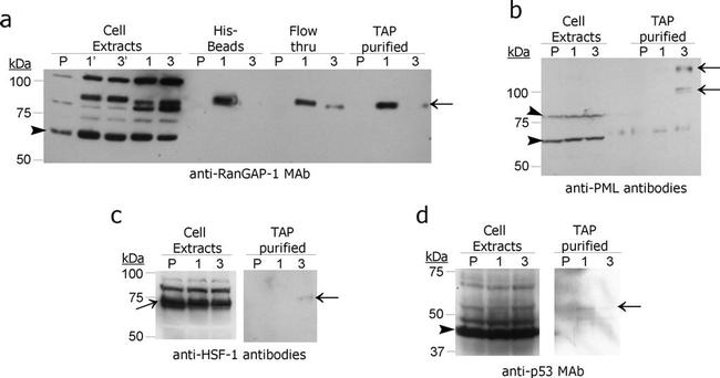 RANGAP1 Antibody in Western Blot (WB)