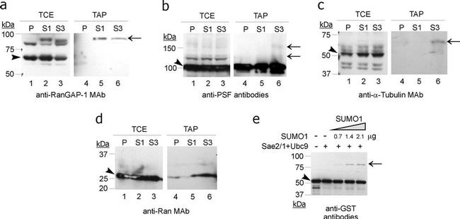 RANGAP1 Antibody in Western Blot (WB)