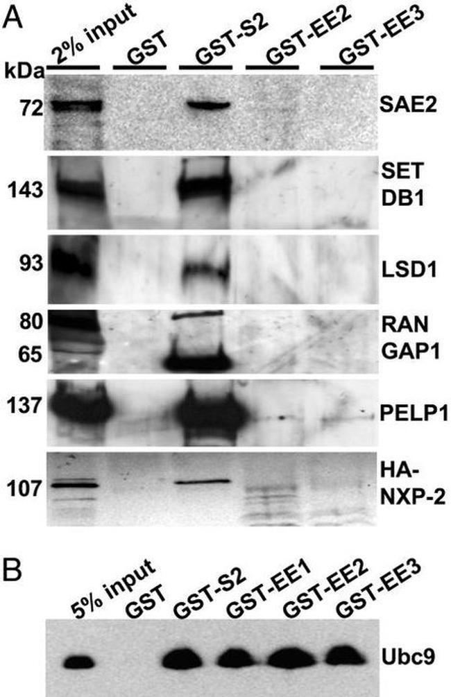 RANGAP1 Antibody in Western Blot (WB)