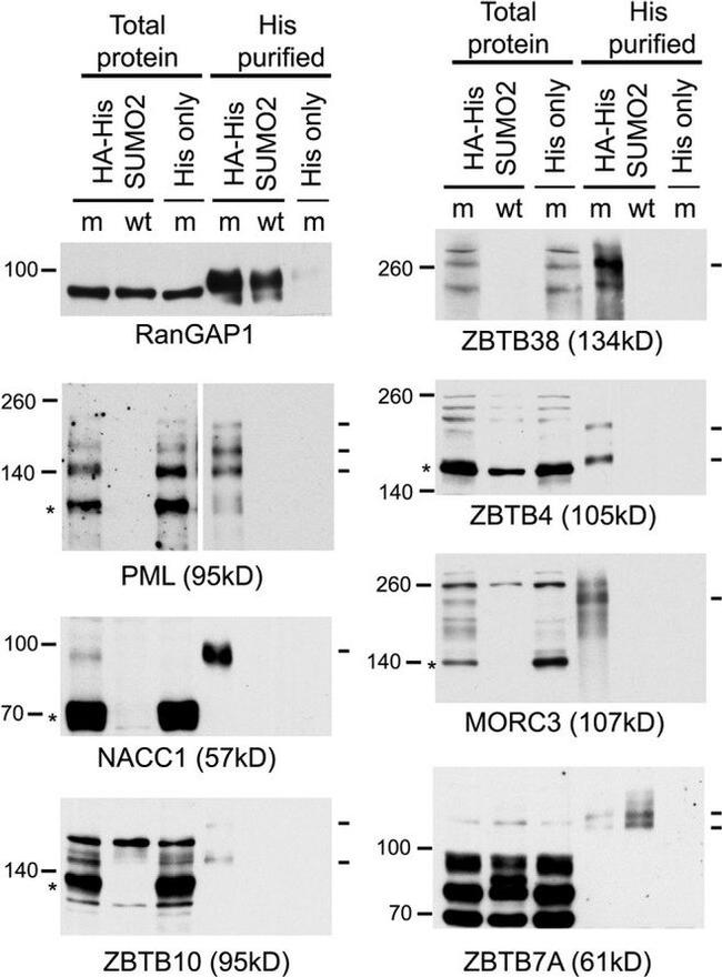 RANGAP1 Antibody in Western Blot (WB)