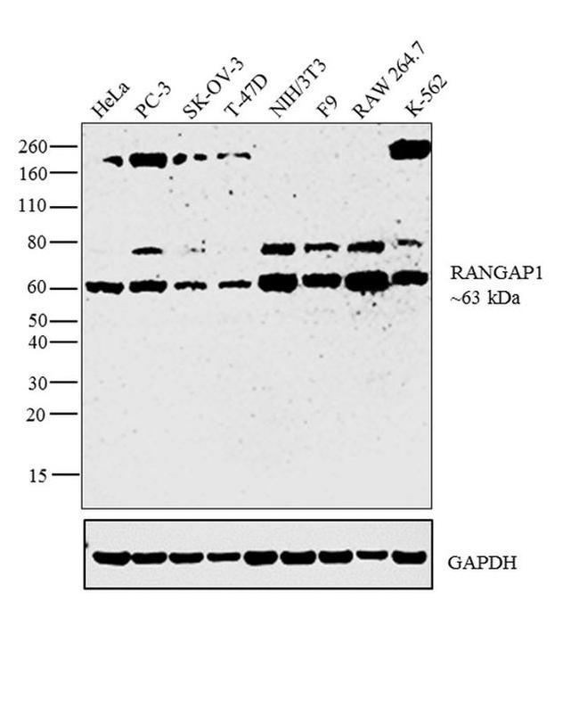 RANGAP1 Antibody in Western Blot (WB)