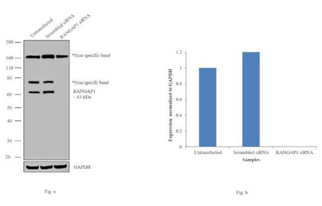 RANGAP1 Antibody