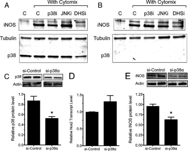 p38 MAPK Antibody in Western Blot (WB)