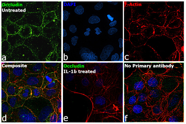 Occludin Antibody in Immunocytochemistry (ICC/IF)