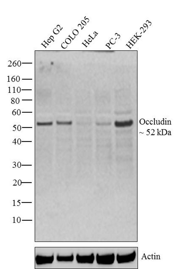 Occludin Antibody in Western Blot (WB)