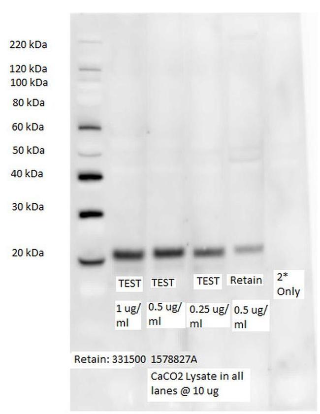 Occludin Antibody in Western Blot (WB)