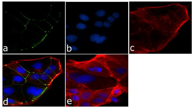 Occludin Antibody in Immunocytochemistry (ICC/IF)