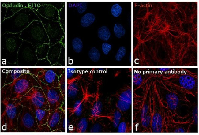 Occludin Antibody in Immunocytochemistry (ICC/IF)