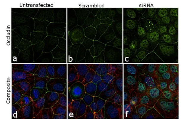 Occludin Antibody in Immunocytochemistry (ICC/IF)