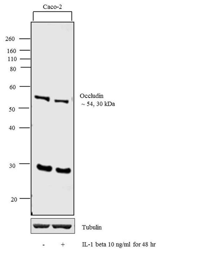 Occludin Antibody in Western Blot (WB)