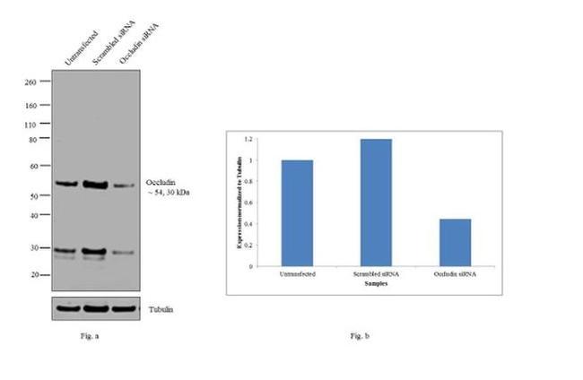 Occludin Antibody in Western Blot (WB)