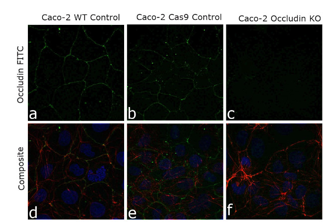 Occludin Antibody