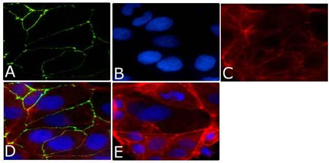 Occludin Antibody in Immunocytochemistry (ICC/IF)