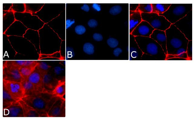 Occludin Antibody in Immunocytochemistry (ICC/IF)