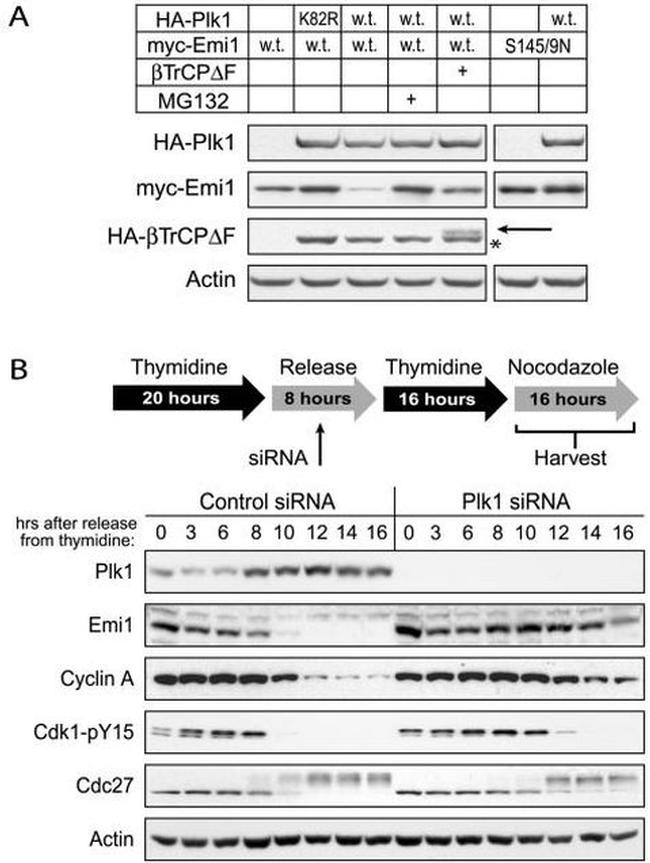 PLK1 Antibody in Western Blot (WB)