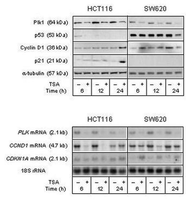 PLK1 Antibody in Western Blot (WB)