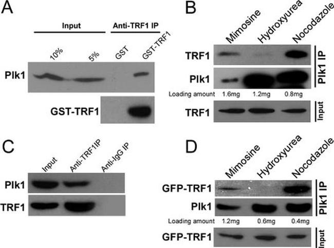 PLK1 Antibody in Immunoprecipitation (IP)