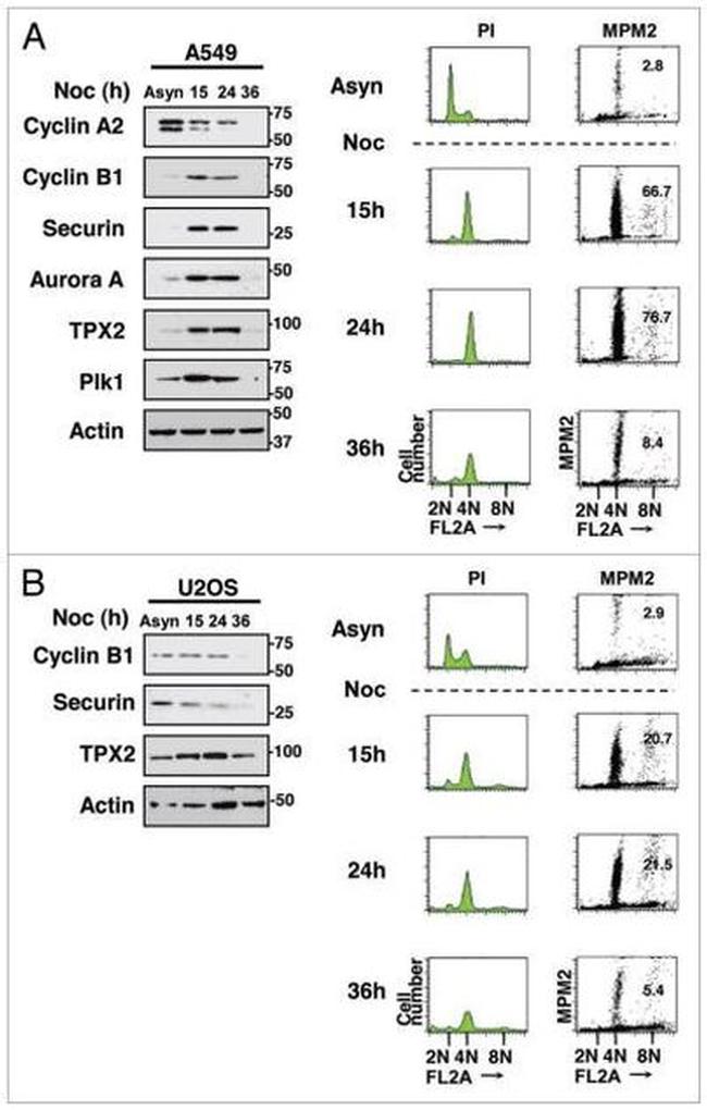 PLK1 Antibody in Western Blot (WB)