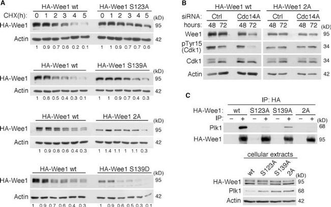 PLK1 Antibody in Western Blot (WB)