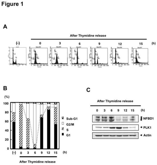 PLK1 Antibody in Western Blot (WB)