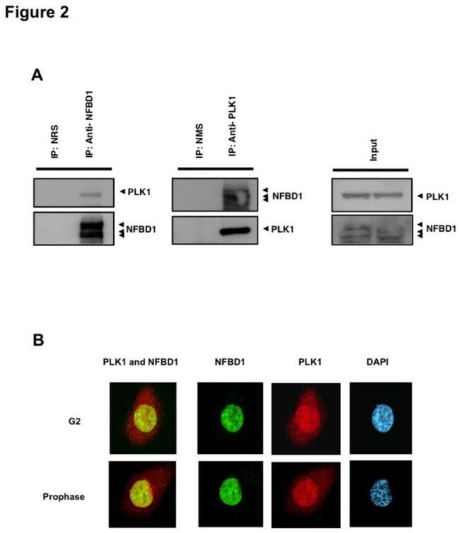 PLK1 Antibody in Western Blot, Immunocytochemistry (WB, ICC/IF)