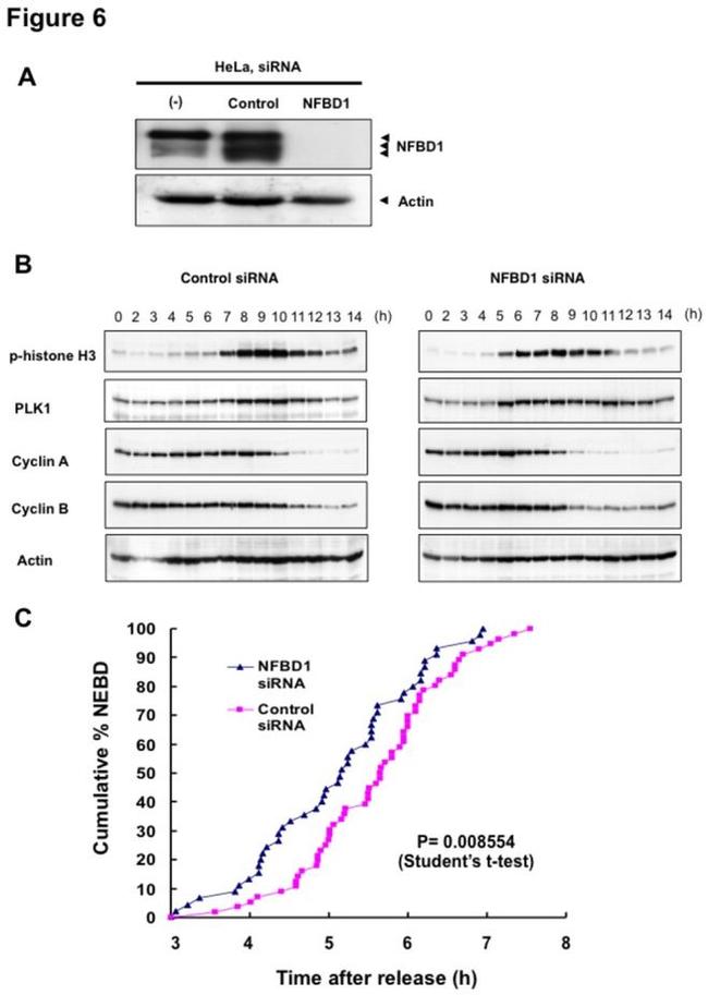 PLK1 Antibody in Western Blot (WB)