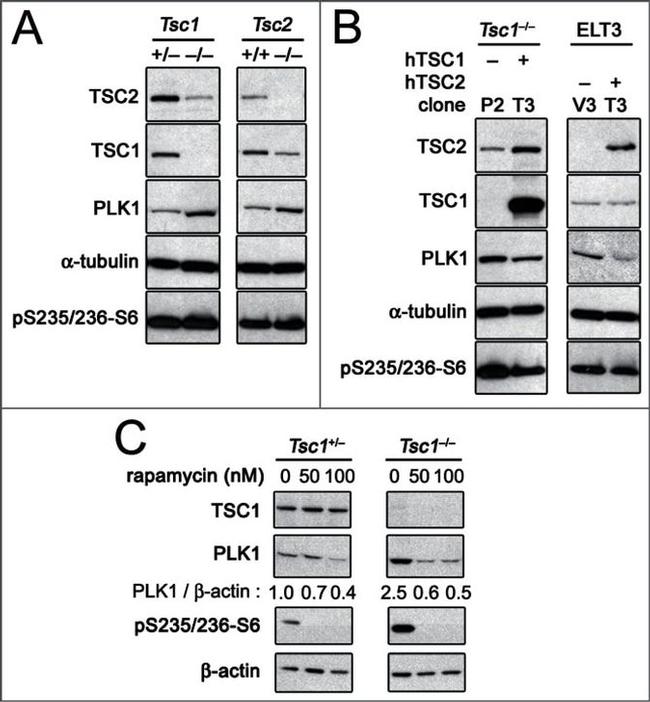 PLK1 Antibody in Western Blot (WB)