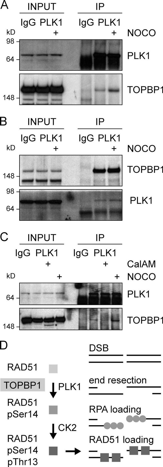 PLK1 Antibody in Western Blot, Immunoprecipitation (WB, IP)