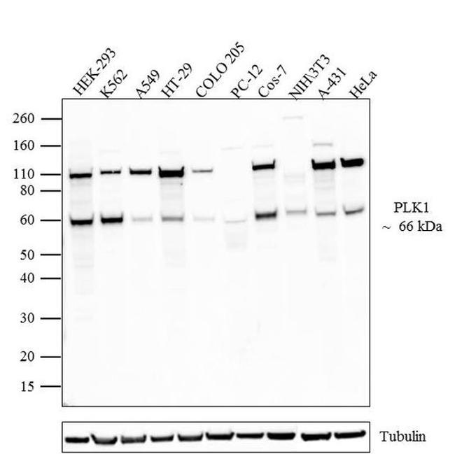 PLK1 Antibody in Western Blot (WB)