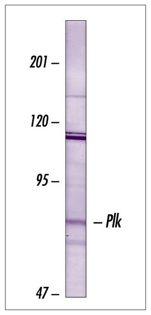 PLK1 Antibody in Western Blot (WB)