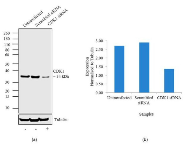 CDK1 Antibody