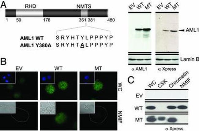 Lamin B1 Antibody in Western Blot (WB)