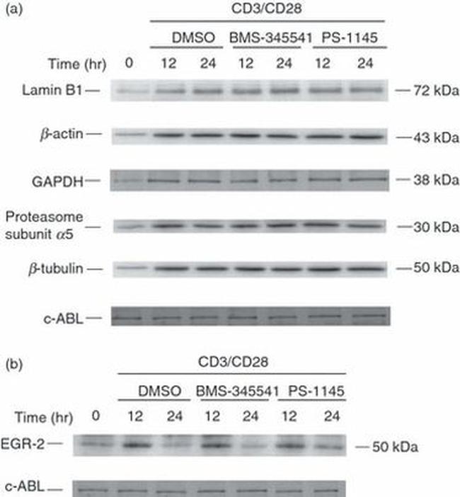 Lamin B1 Antibody in Western Blot (WB)