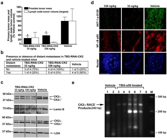 Lamin B1 Antibody in Western Blot (WB)