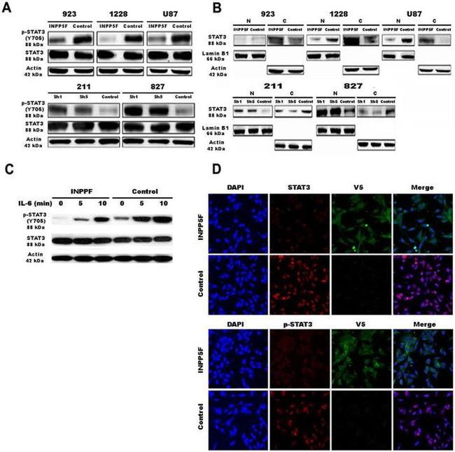 Lamin B1 Antibody in Western Blot (WB)