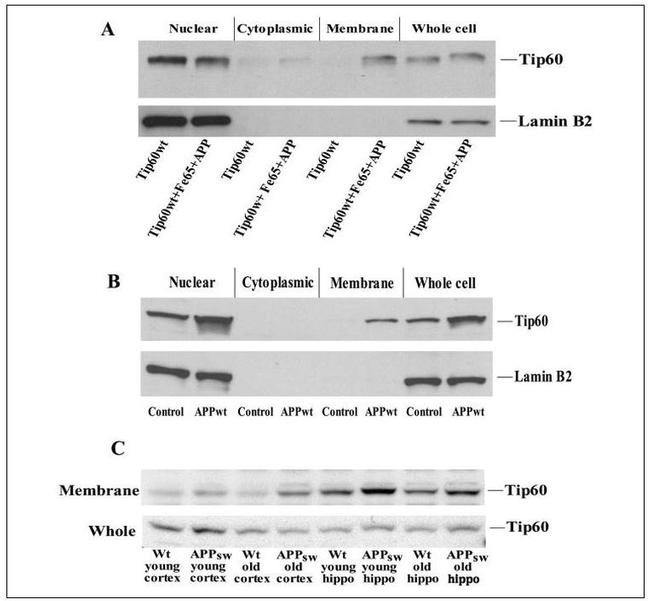 Lamin B2 Antibody in Western Blot (WB)