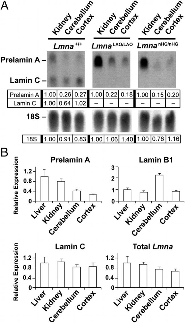 Lamin B2 Antibody in Western Blot (WB)