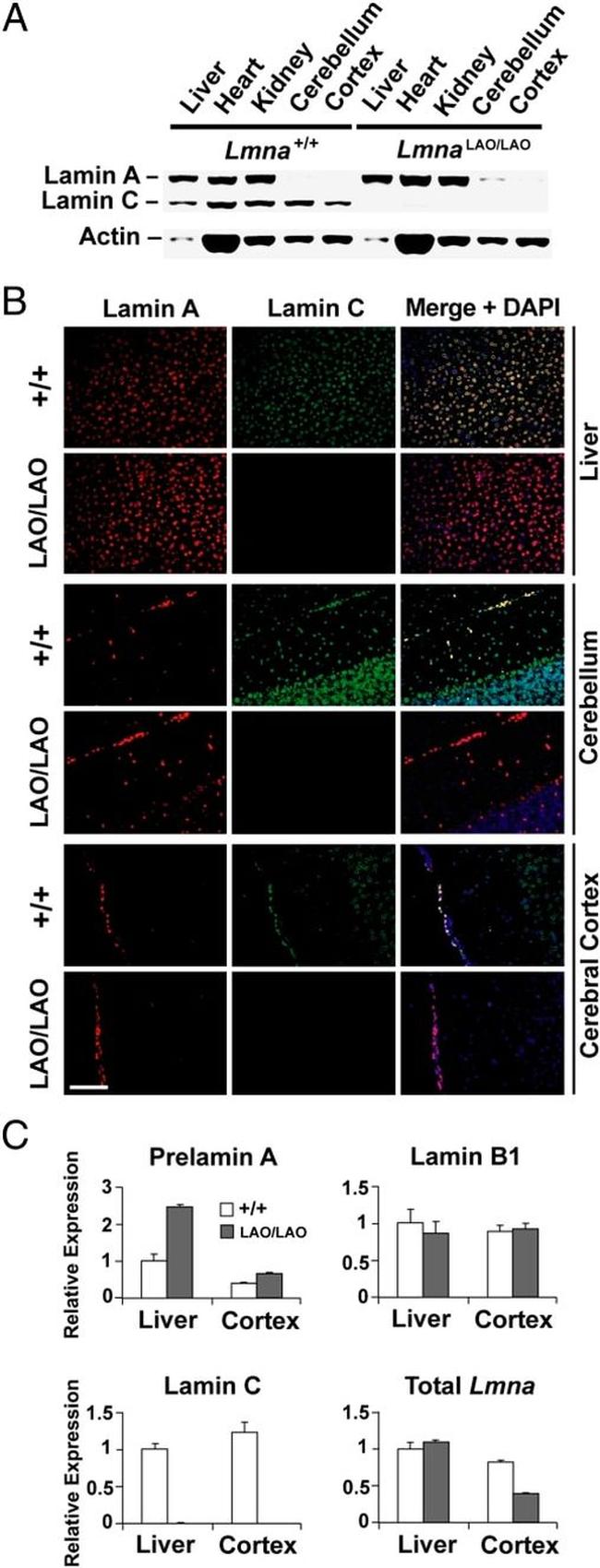 Lamin B2 Antibody in Western Blot, Immunohistochemistry (WB, IHC)