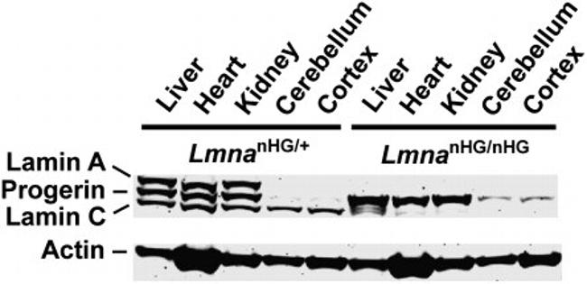 Lamin B2 Antibody in Western Blot (WB)