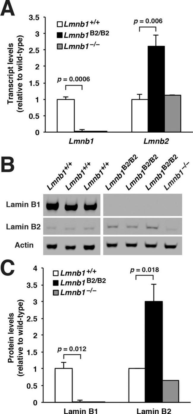 Lamin B2 Antibody in Western Blot (WB)