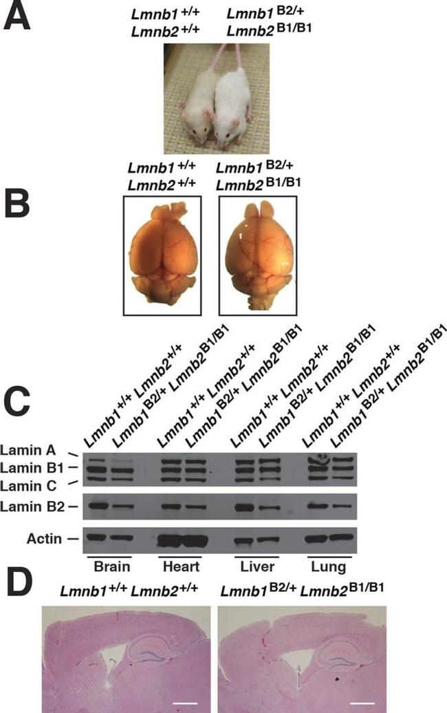 Lamin B2 Antibody in Western Blot (WB)