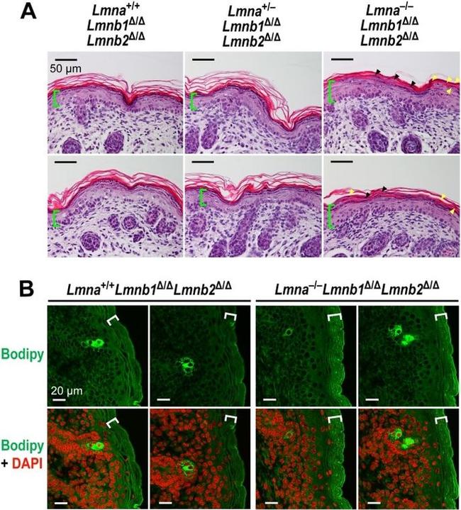 Lamin B2 Antibody in Immunohistochemistry (IHC)