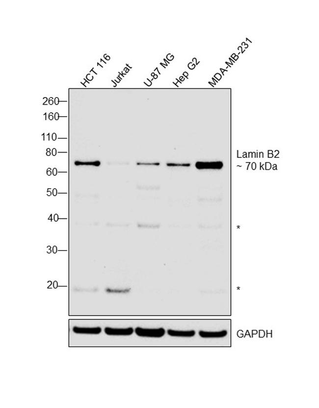 Lamin B2 Antibody in Western Blot (WB)