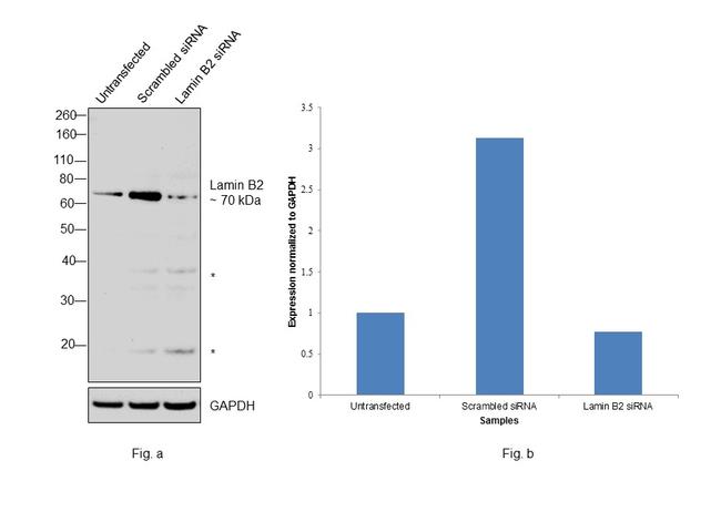 Lamin B2 Antibody in Western Blot (WB)