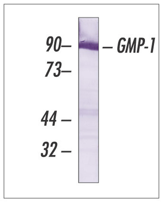 SUMO1 Antibody in Western Blot (WB)