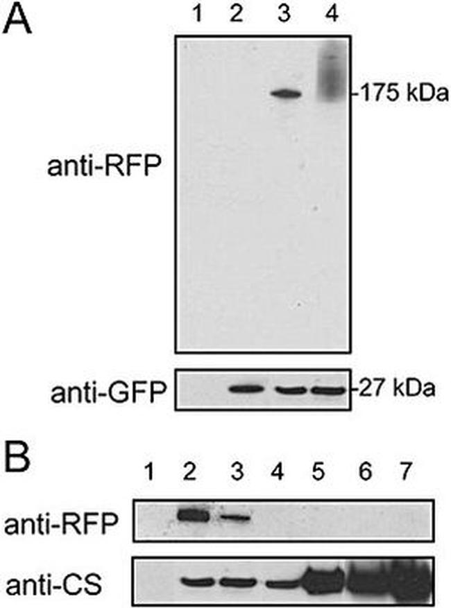 GFP Antibody in Western Blot (WB)