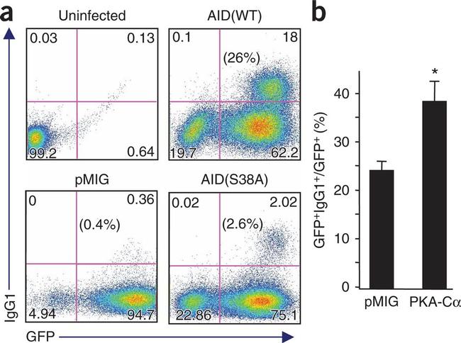 GFP Antibody in Flow Cytometry (Flow)